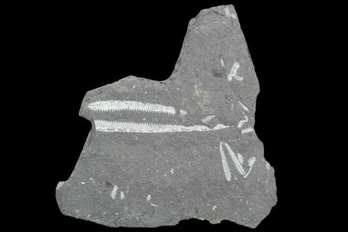 Fossil Graptolite (Didymograptus) Plate - Great Britain #103470